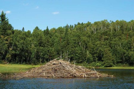 All About American Beavers Image